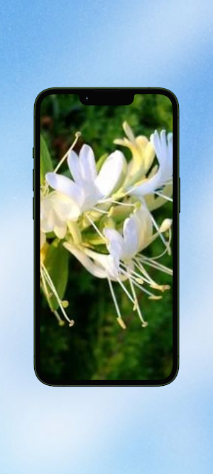 Lonicera Flower WalL Screenshot 3