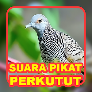 Suara Burung: Kicau Perkutut Screenshot 1