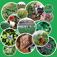 Tropical Forages - an Interactive Selection Tool