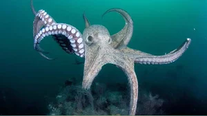 Octopus Match: Premium Screenshot 1