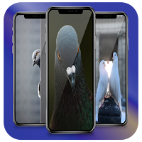 Pigeon Wallpaper 4K