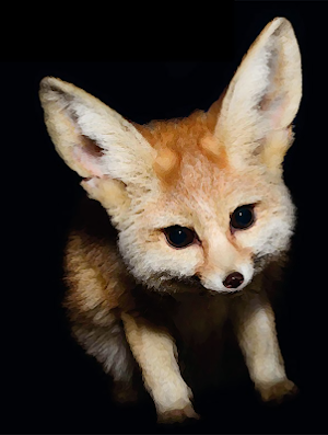 Nocturnal animal sounds ~ Sboard.pro Screenshot 0