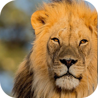 Animals Images