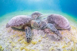 Turtle Wallpapers Screenshot 3