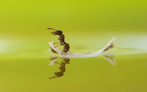 Ants Wallpapers Screenshot 0