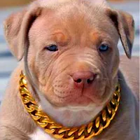 Pitbull Wallpaper HD