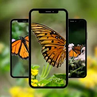 Butterfly Wallpaper Aesthetic