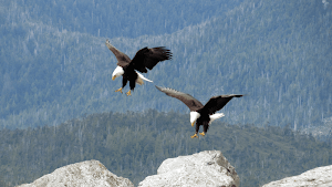 Bald Eagle Sounds Screenshot 3