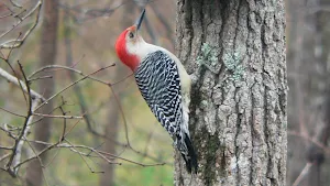 Woodpecker wallpapers Screenshot 3