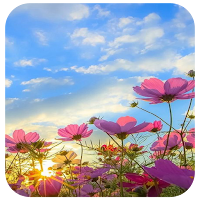 Spring Wallpaper Live
