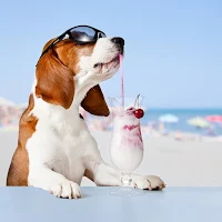 basset hound dog wallpaper HD