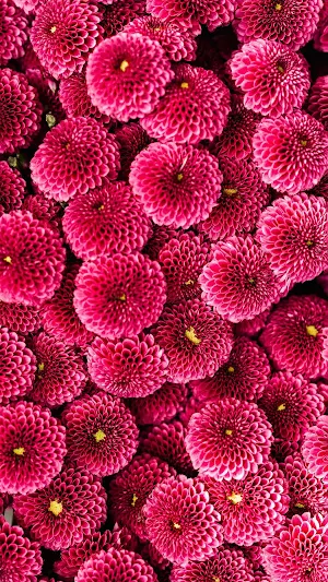 Pink Photo Download Screenshot 1