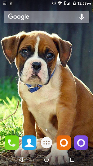 Boxer Dog Wallpapers Hd Screenshot 0