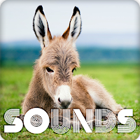 Donkey Sound Ringtones