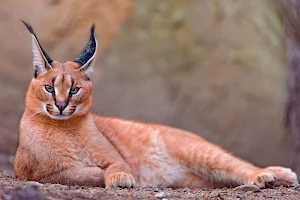 Caracal Cat Wallpapers Screenshot 1