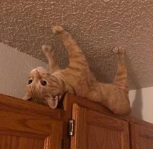 Funny Pics Screenshot 3