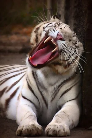 Tiger Video Wallpaper Screenshot 0
