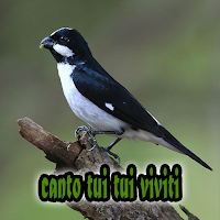 Coleiro Tui Tui Viviti Zel Zel
