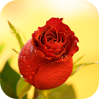Red Rose Wallpaper