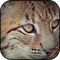 Lynx wallpapers