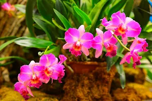 Orchids Wallpapers Screenshot 1