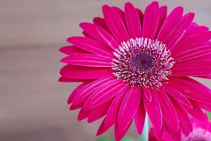 Gerbera wallpapers Screenshot 1