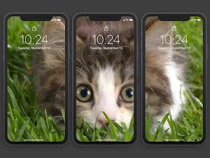 Kitten Wallpapers HD Offline Screenshot 3