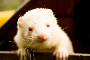 Ferret wallpapers Screenshot 2