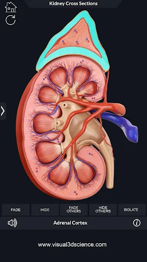 Kidney Anatomy Pro. Screenshot 3