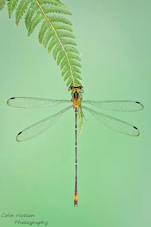Dragonfly Wallpapers HD Screenshot 1