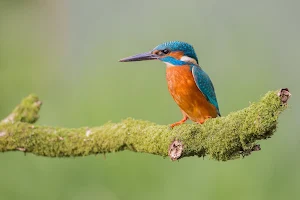 Kingfisher Bird Wallpapers Screenshot 1