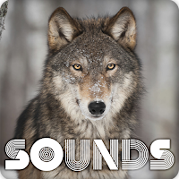 Grey Wolf Sound Ringtones