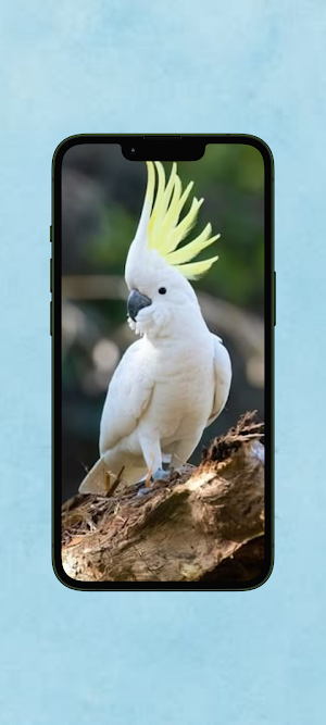 Kakatua WalL Screenshot 2