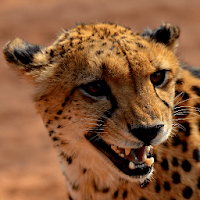 Cheetah Sounds - Best Cheetah Ringtones