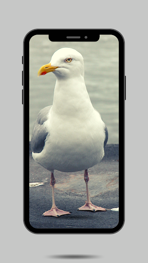Seagull RIngtone and Sounds. Screenshot 1
