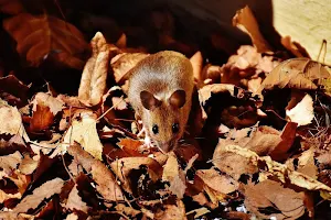 Mouse wallpapers Screenshot 3