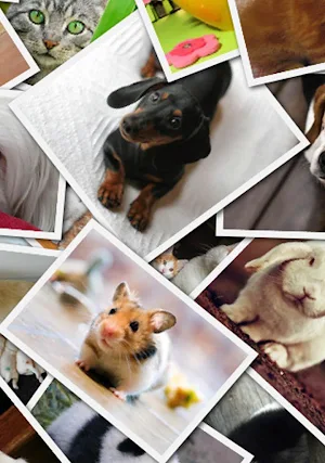 Collage & Stiker Photo Screenshot 0