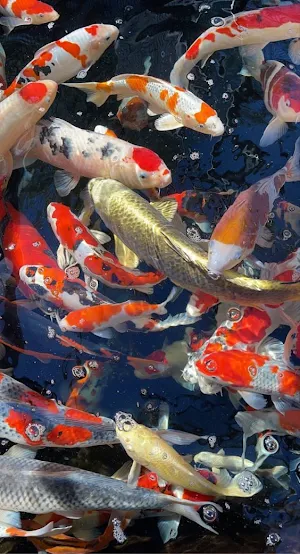 Koi Fish Wallpaper Screenshot 2