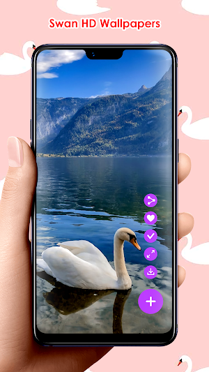 Swan HD Wallpapers Screenshot 0