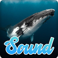 Whale Sounds Effect