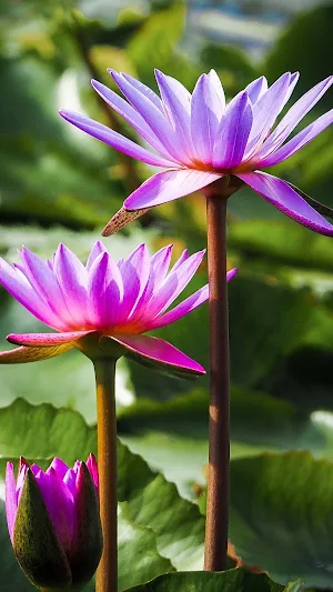Lily Wallpapers Screenshot 2