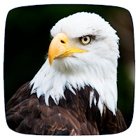 Eagle Sounds