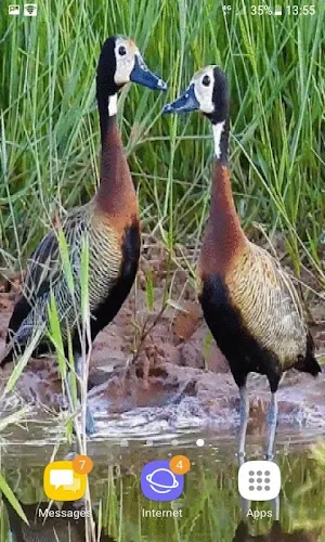 Lovely Ducks Live Wallpaper Screenshot 1