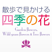 散歩で見かける四季の花