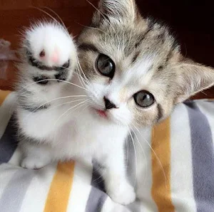 Cute Kittens Screenshot 1