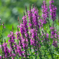 Loosestrife Wallpaper