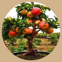 Fruit plants at Bonsai