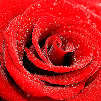 Roses stickers for WhatsApp