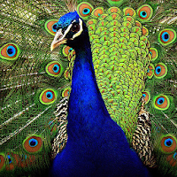 Colorful Peacock Backgrounds