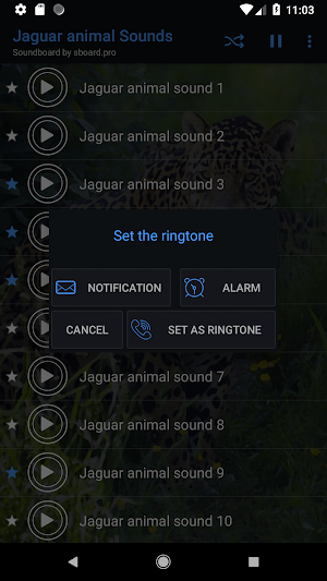 Jaguar (Animal) sounds ~ Sboard.pro Screenshot 2